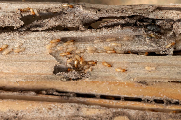 Best Emergency Pest Control  in Scottsville, NY