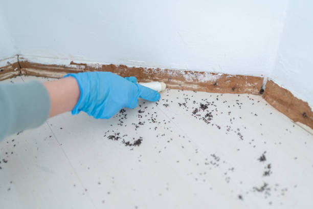Best Local Pest Control Services  in Scottsville, NY